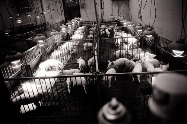 5 thí nghiệm tàn nhẫn đến rơi nước mắt trên động vật vẫn đang diễn ra mỗi ngày - Ảnh 2.