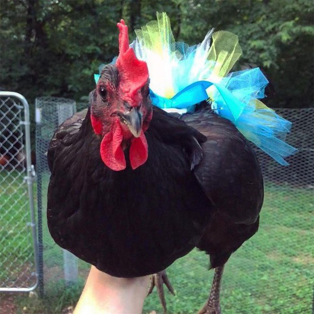 Chùm ảnh: Khi lũ gà mặc váy múa ba lê hóa ra lại đáng yêu khó cưỡng như thế này - Ảnh 16.