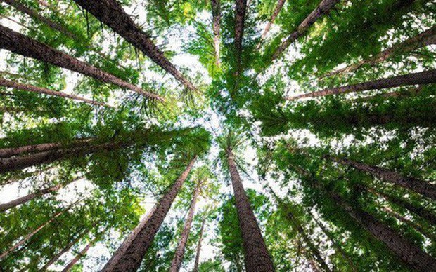 Trái Đất vẫn còn chỗ cho 1 nghìn tỷ cây xanh, nếu trồng đủ chúng ta sẽ ngăn được biến đổi khí hậu - Ảnh 1.