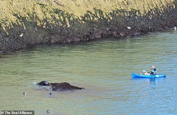 Hình ảnh thay cho vạn lời nói: Hải cẩu đồng loạt ném mình xuống vách đá vì bị du khách dồn ép đến đường cùng - Ảnh 5.