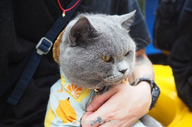 Going to the street to exercise to lose weight like sisters, the 2-year-old cat was suddenly welcomed by young and old, just like a famous star - Photo 1.