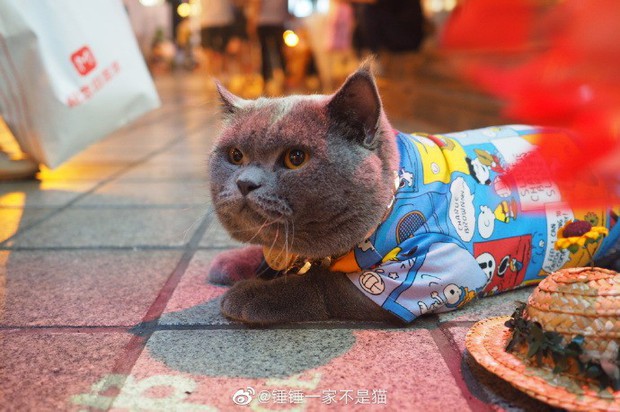 Going to the street to exercise to lose weight like sisters, the 2-year-old cat was suddenly welcomed by young and old, just like a famous star - Photo 2.