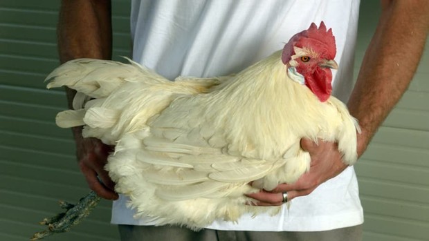 Có gì ở gà Bresse, được mệnh danh là nữ hoàng của loài gà, giá cả đắt đỏ bậc nhất thế giới với 1kg được bán với giá hơn 1 triệu đồng - Ảnh 2.