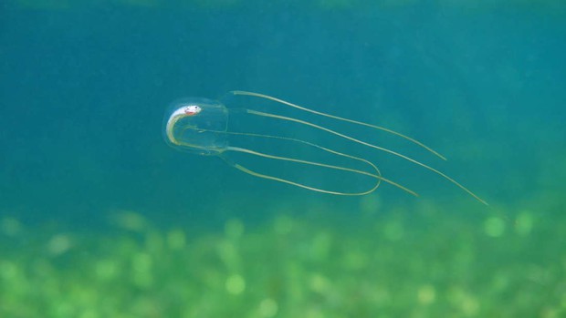 Đây là loài sứa nguy hiểm nhất, đến... tinh trùng của nó cũng có cái tên kinh dị bậc nhất toàn cõi động vật trên hành tinh - Ảnh 1.
