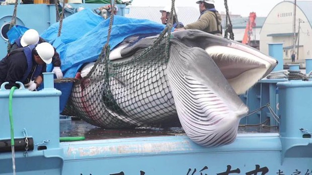 Sau 31 năm, Nhật Bản cho phép săn bắt cá voi thương mại trở lại: Bất chấp phản đối để nỗ lực hồi sinh ngành công nghiệp đang hấp hối? - Ảnh 1.