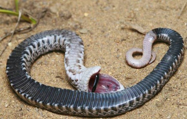 Đây là diễn viên xuất sắc nhất thế giới động vật: Loài rắn Hognose với khả năng giả vờ chết đau đớn để đánh lừa kẻ thù - Ảnh 1.