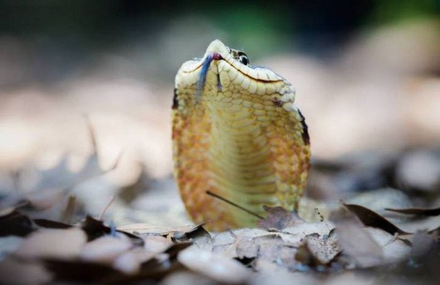 Đây là diễn viên xuất sắc nhất thế giới động vật: Loài rắn Hognose với khả năng giả vờ chết đau đớn để đánh lừa kẻ thù - Ảnh 3.