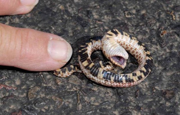 Đây là diễn viên xuất sắc nhất thế giới động vật: Loài rắn Hognose với khả năng giả vờ chết đau đớn để đánh lừa kẻ thù - Ảnh 6.