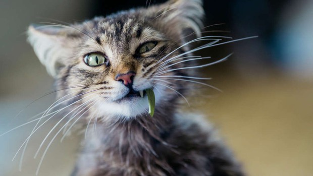 Vì sao mèo là loài ăn thịt mà vẫn thích... gặm cỏ? Bí ẩn nay đã có lời giải - Ảnh 2.