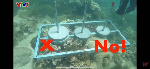 Tổ chức Sinh vật biển Việt Nam nói về việc đặt bê tông lên rạn san hô trong Cuộc đua kỳ thú và những quy tắc mà người lặn phải nhớ - Ảnh 1.