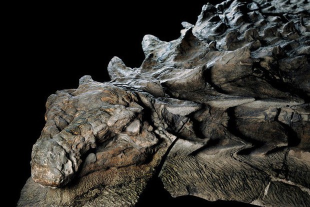 Xác ướp khủng long được bảo quản nguyên vẹn hơn 100 triệu năm có trọng lượng gần như tương tự lúc còn sống - Ảnh 3.