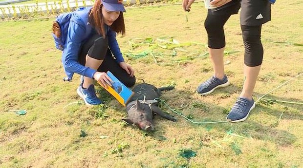 Đỗ Mỹ Linh có thật sự ngồi không tại Cuộc đua kỳ thú 2019? - Ảnh 1. Đỗ Mỹ Linh có thật sự ngồi không tại Cuộc đua kỳ thú 2019? - Ảnh 1.