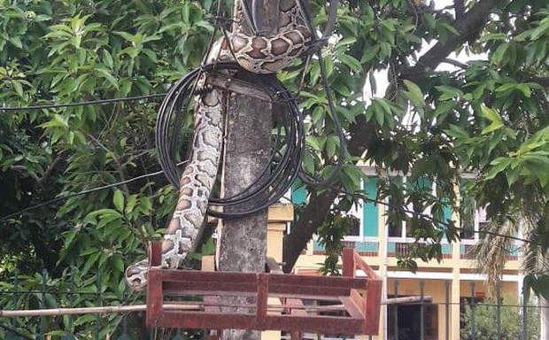 Trăn khủng vắt vẻo trên cột điện trước cổng UBND xã ở Phú Thọ đã bị người dân mổ thịt - Ảnh 1. Trăn khủng vắt vẻo trên cột điện trước cổng UBND xã ở Phú Thọ đã bị người dân mổ thịt - Ảnh 1.
