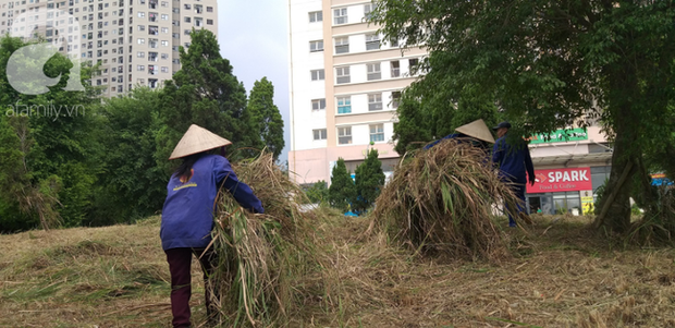 Cận cảnh bẫy rắn hổ mang chúa dài hàng mét, từng tấn công người đi đường tại khu đô thị Hà Nội - Ảnh 11.