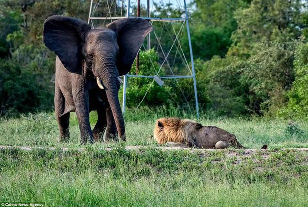 The end of a king: A cruel tragedy when the lion gets old and is kicked out of the herd - Photo 3.