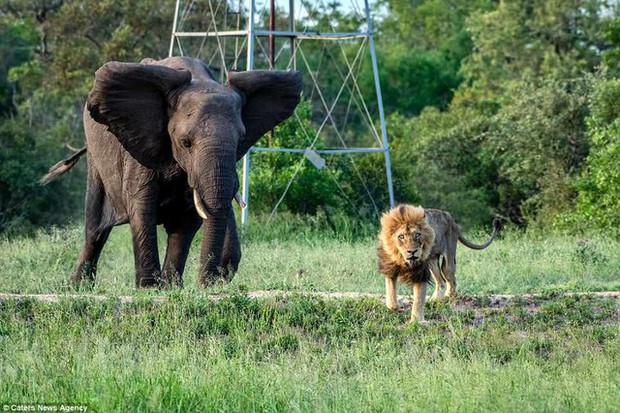 The end of a king: A cruel tragedy when the lion gets old and is kicked out of the herd - Photo 4.