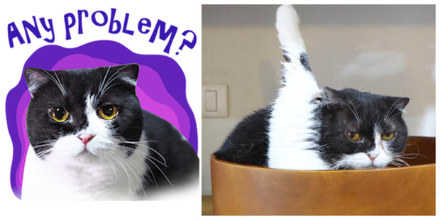 Bộ Sưu Tập Sticker Mèo Công Phá Facebook Cả nhà boss đều có bản lĩnh cao như người mẫu sách!  - Ảnh 14.