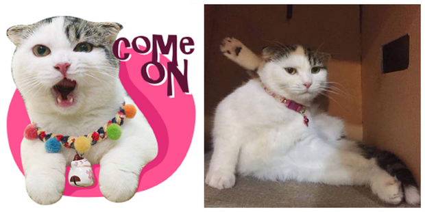 Bộ Sưu Tập Sticker Mèo Công Phá Facebook Cả nhà boss đều có bản lĩnh cao như người mẫu sách!  - Ảnh 17.