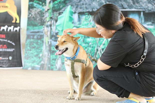 NSX Cậu Vàng lên tiếng về chú cún Nhật gây tranh cãi: Chó ta thiên tính tự nhiên cao, không đáp ứng được kĩ thuật! - Ảnh 1. NSX Cậu Vàng lên tiếng về chú cún Nhật gây tranh cãi: Chó ta thiên tính tự nhiên cao, không đáp ứng được kĩ thuật! - Ảnh 1.