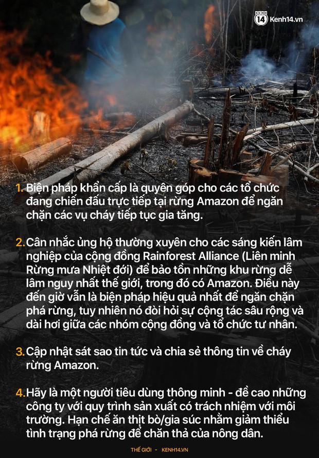 Sự thật về bức ảnh chú gấu nhỏ tuyệt vọng trong biển lửa của trận cháy rừng Amazon - Ảnh 3.