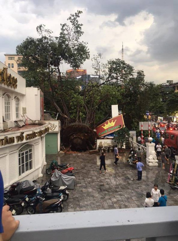 Cây xanh đổ khắp Hà Nội do ảnh hưởng của bão số 4, một thanh niên 26 tuổi tử vong thương tâm - Ảnh 21.