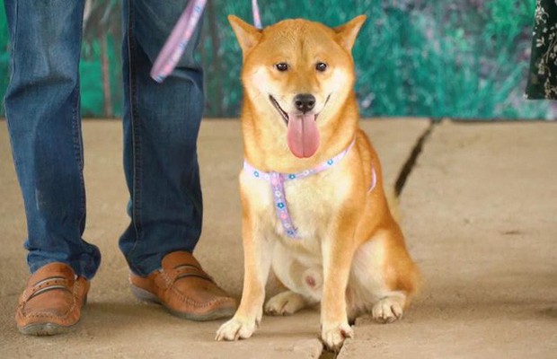 Làm gì có chuyện dùng chó thuần Việt đóng thế cho Cậu Vàng Shiba Inu, nhà sản xuất lên tiếng rồi đây này! - Ảnh 2. Làm gì có chuyện dùng chó thuần Việt đóng thế cho Cậu Vàng Shiba Inu, nhà sản xuất lên tiếng rồi đây này! - Ảnh 2.