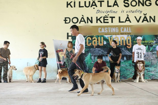 Làm gì có chuyện dùng chó thuần Việt đóng thế cho Cậu Vàng Shiba Inu, nhà sản xuất lên tiếng rồi đây này! - Ảnh 5. Làm gì có chuyện dùng chó thuần Việt đóng thế cho Cậu Vàng Shiba Inu, nhà sản xuất lên tiếng rồi đây này! - Ảnh 5.