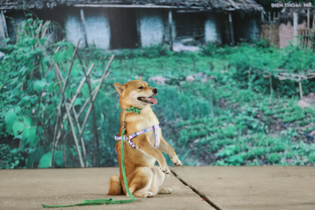 Làm gì có chuyện dùng chó thuần Việt đóng thế cho Cậu Vàng Shiba Inu, nhà sản xuất lên tiếng rồi đây này! - Ảnh 1. Làm gì có chuyện dùng chó thuần Việt đóng thế cho Cậu Vàng Shiba Inu, nhà sản xuất lên tiếng rồi đây này! - Ảnh 1.