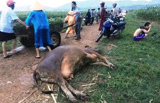 Dắt bò kéo xe về nhà, cụ bà ở Nghệ An bị sét đánh tử vong - Ảnh 1.