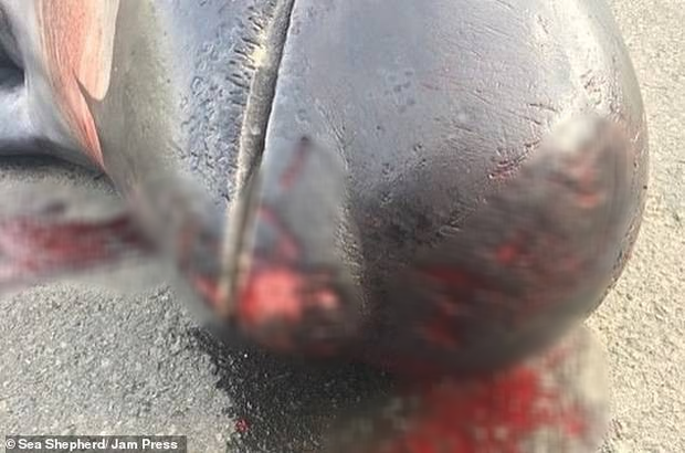 Hình ảnh thợ săn giết thịt 94 con cá voi làm bờ biển nhuốm đỏ, con non bị cắt khỏi bụng mẹ khiến nhiều người đau xót - Ảnh 3.