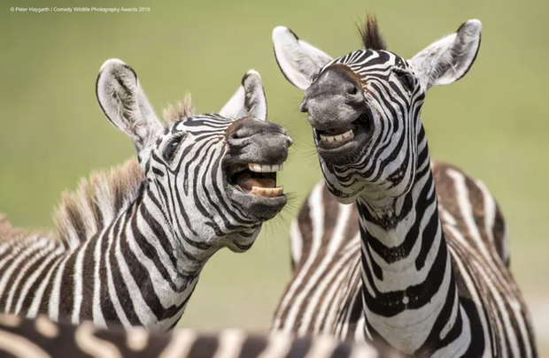 Những bức ảnh siêu hài hước trong chung kết cuộc thi nhiếp ảnh động vật hoang dã Comedy - Ảnh 17.