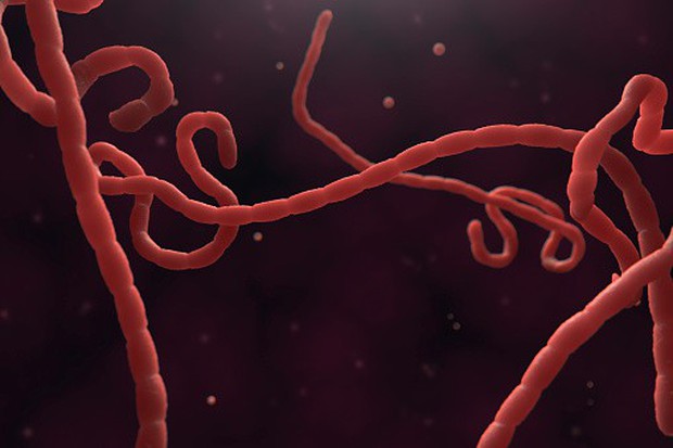 Virus Ebola đang dần tiến hóa, đe dọa nghiêm trọng tới sức khỏe người dân Cộng hòa Congo - Ảnh 2.