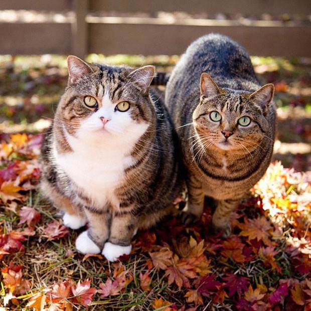 YouTuber Nhật Bản bày trò lách qua khe cửa hẹp cho 2 boss mèo để xem chúng có phải một loại chất lỏng hay không - Ảnh 2.