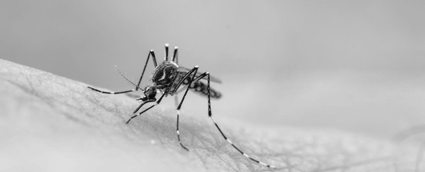 Còn nhớ khoa học đã dùng muỗi biến đổi gene để hủy diệt nòi giống của muỗi? Tưởng là giải pháp đột phá, ngờ đâu nhận phản dame cực gắt - Ảnh 3.