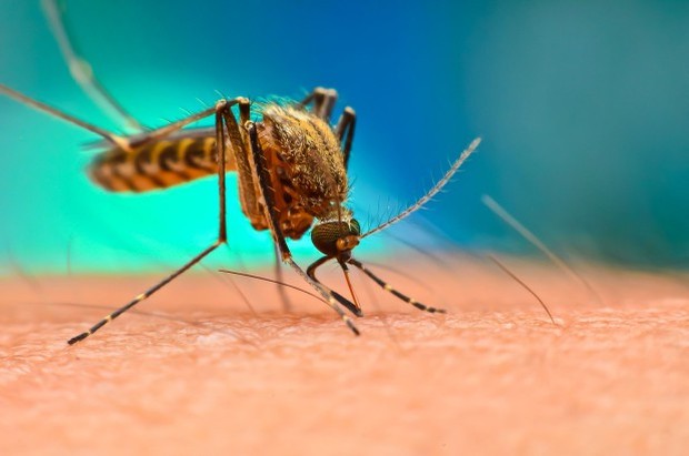 Còn nhớ khoa học đã dùng muỗi biến đổi gene để hủy diệt nòi giống của muỗi? Tưởng là giải pháp đột phá, ngờ đâu nhận phản dame cực gắt - Ảnh 2.