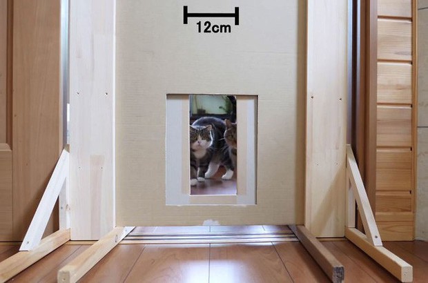 YouTuber Nhật Bản bày trò lách qua khe cửa hẹp cho 2 boss mèo để xem chúng có phải một loại chất lỏng hay không - Ảnh 6.