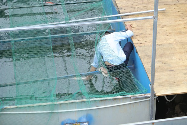 Cá Koi trên sông Tô Lịch lại tiếp tục chết sau 3 ngày được thả - Ảnh 5.