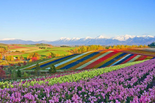 Mê mẩn vẻ đẹp của những cánh đồng hoa trên khắp thế giới Photo-2-15690291275771637078317