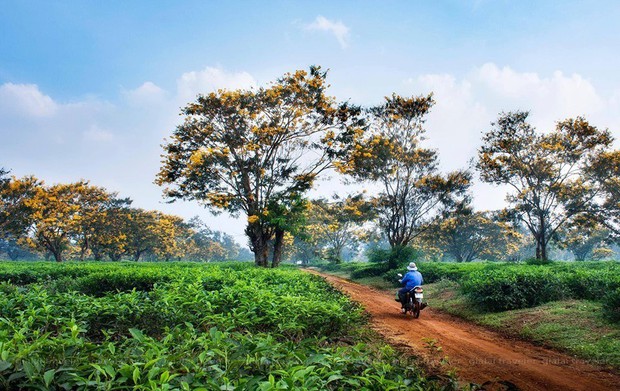 Không chịu thua kém Đà Lạt, Gia Lai cũng đang vào mùa hoa muồng vàng đẹp ngất ngây, lên hình cứ ngỡ trời thu Hàn Quốc - Ảnh 6.