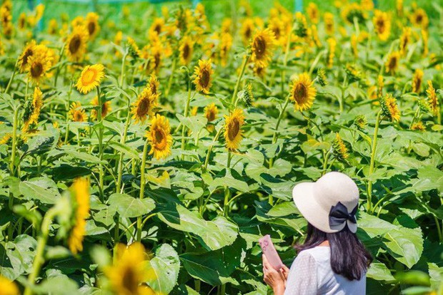 “Choáng váng” với cánh đồng hoa hướng dương triệu bông đẹp như bức tranh khổng lồ vào mùa thu ở Nhật Bản - Ảnh 3. “Choáng váng” với cánh đồng hoa hướng dương triệu bông đẹp như bức tranh khổng lồ vào mùa thu ở Nhật Bản - Ảnh 3.