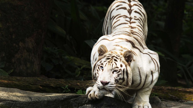 The painful truth behind the majestic white tigers: When the legendary icon is the product of a super-profitable but unethical industry - Photo 1.