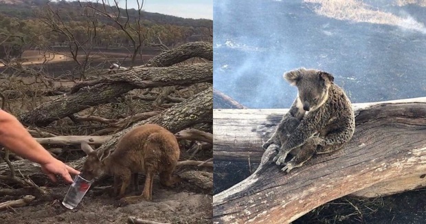 Choáng váng: WWF dự đoán hơn MỘT TỈ sinh vật có thể đã chết vì vụ cháy rừng đại thảm họa của Úc, và đó chưa phải con số cuối cùng - Ảnh 1. Choáng váng: WWF dự đoán hơn MỘT TỈ sinh vật có thể đã chết vì vụ cháy rừng đại thảm họa của Úc, và đó chưa phải con số cuối cùng - Ảnh 1.