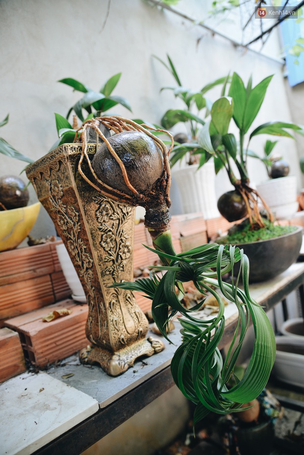 Dừa hình con chuột độc đáo ở Sài Gòn giá gần 1 triệu đồng, khách nườm nượp đặt hàng dịp Tết Canh Tý 2020 - Ảnh 8. Dừa hình con chuột độc đáo ở Sài Gòn giá gần 1 triệu đồng, khách nườm nượp đặt hàng dịp Tết Canh Tý 2020 - Ảnh 8.