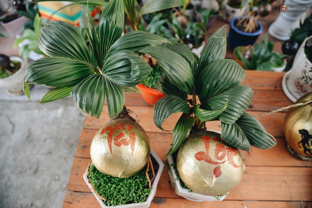 Dừa hình con chuột độc đáo ở Sài Gòn giá gần 1 triệu đồng, khách nườm nượp đặt hàng dịp Tết Canh Tý 2020 - Ảnh 11. Dừa hình con chuột độc đáo ở Sài Gòn giá gần 1 triệu đồng, khách nườm nượp đặt hàng dịp Tết Canh Tý 2020 - Ảnh 11.