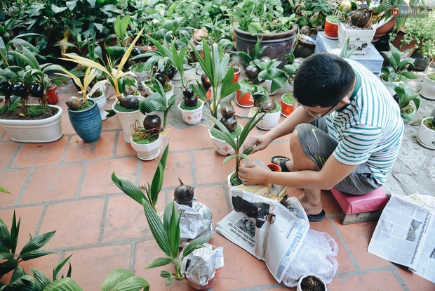 Dừa hình con chuột độc đáo ở Sài Gòn giá gần 1 triệu đồng, khách nườm nượp đặt hàng dịp Tết Canh Tý 2020 - Ảnh 13. Dừa hình con chuột độc đáo ở Sài Gòn giá gần 1 triệu đồng, khách nườm nượp đặt hàng dịp Tết Canh Tý 2020 - Ảnh 13.