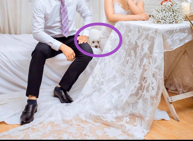 Biểu cảm ngỡ ngàng của chú chó khi bất ngờ bị bế khỏi sân khấu khi đang chụp ảnh với cô dâu chú rể khiến nhiều người bật cười - Ảnh 3. Biểu cảm ngỡ ngàng của chú chó khi bất ngờ bị bế khỏi sân khấu khi đang chụp ảnh với cô dâu chú rể khiến nhiều người bật cười - Ảnh 3.