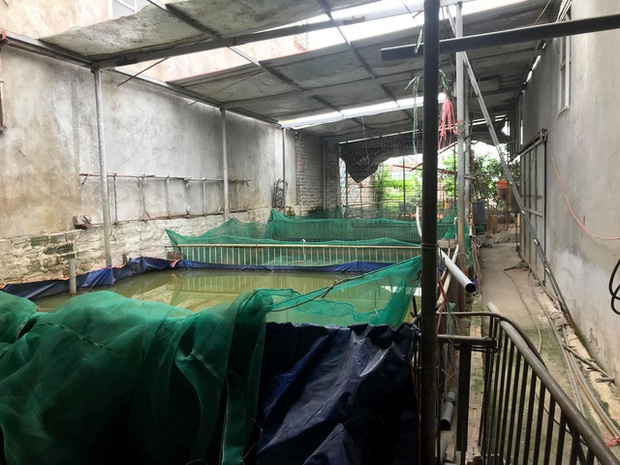 Hà Nội: Phải tiêu hủy 214 con lợn mà chưa được nhận tiền hỗ trợ, người dân có nguy cơ mất Tết - Ảnh 1. Hà Nội: Phải tiêu hủy 214 con lợn mà chưa được nhận tiền hỗ trợ, người dân có nguy cơ mất Tết - Ảnh 1.