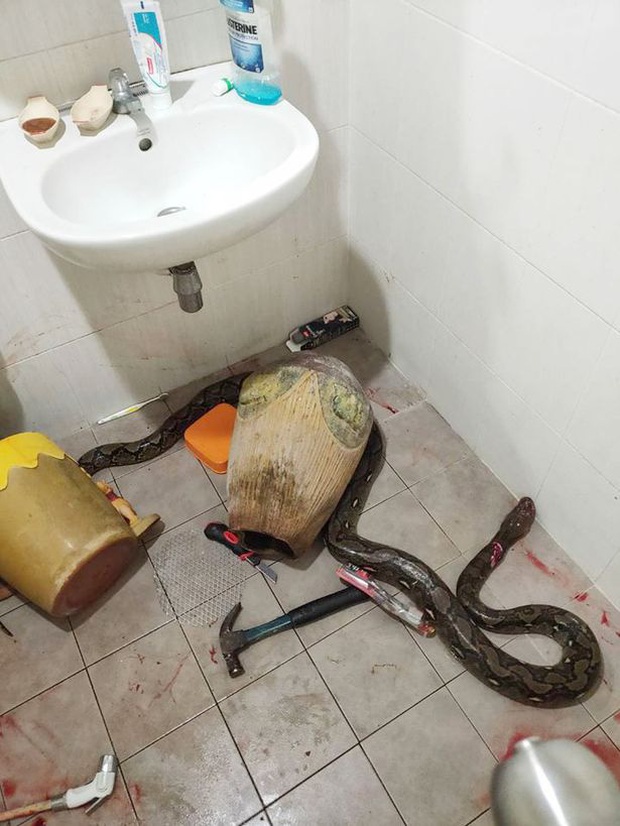 Bước vào nhà vệ sinh, người phụ nữ hốt hoảng phát hiện bé Na đang nằm cuộn tròn chờ mình để tấn công - Ảnh 2. Bước vào nhà vệ sinh, người phụ nữ hốt hoảng phát hiện bé Na đang nằm cuộn tròn chờ mình để tấn công - Ảnh 2.