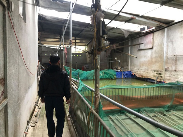 Hà Nội: Phải tiêu hủy 214 con lợn mà chưa được nhận tiền hỗ trợ, người dân có nguy cơ mất Tết - Ảnh 3. Hà Nội: Phải tiêu hủy 214 con lợn mà chưa được nhận tiền hỗ trợ, người dân có nguy cơ mất Tết - Ảnh 3.