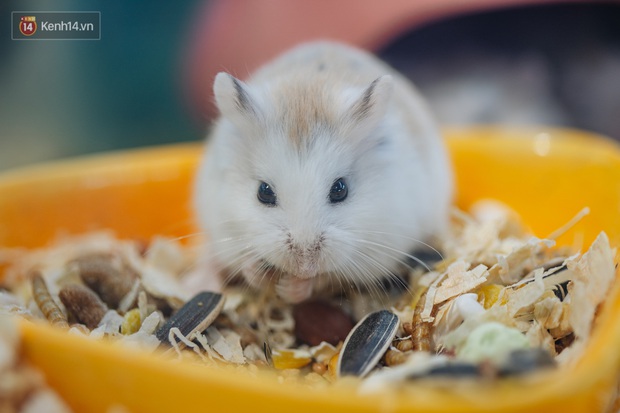 Năm Canh Tý, người trẻ tìm mua chuột hamster để giảm stress và cầu chúc may mắn - Ảnh 1.